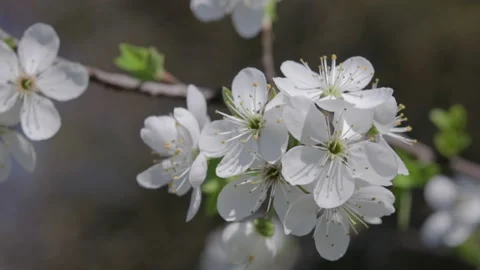 Handheld close-up of delicate white Mirabelle plum blossoms in spring, gently Video stock 327166153