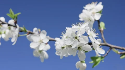 Handheld close-up of delicate white Mirabelle plum blossoms in spring, gently Stock Footage 327262671