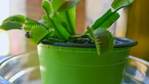 Handheld close up of fly stumbling on Venus flytrap leaf Stock Footage 115236211
