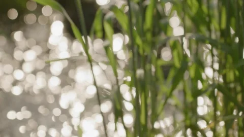 Handheld, Close-up, Focus shift shot of flowing water stream to grass Stock Footage 281284194