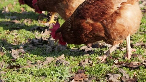 Handheld Close Up of Free Range Lohmann Brown Chickens Foraging, 2026 Видео 330184110