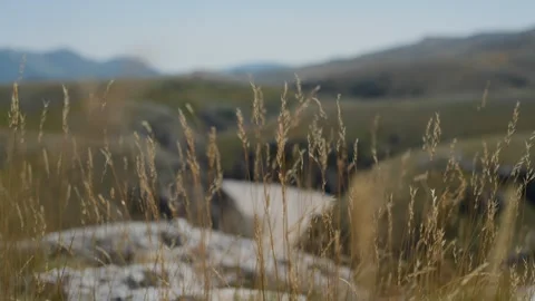 Handheld Close-Up of Grass Swaying with Blurred Mountain Valley and Canyon Stock Footage 315803900