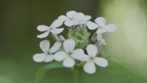 Handheld - close on a group of white wildflowers in the Pacific Northwest Stock Footage 234845876