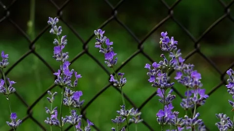 Handheld Close-Up of Lavender Blooms with Wire Fence and Blurred Trees Stock Footage 321929579