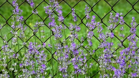 Handheld Close-Up of Lavender Blooms with Wire Fence and Blurred Trees 2019 Stock Footage 321929581