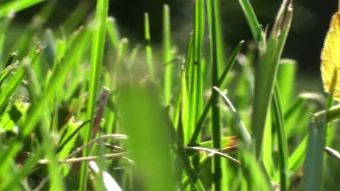 Handheld close up of a leaf in grass Video stock 93781825