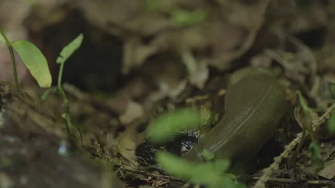 Handheld close up macro of slug on ground in Oregon Stock-Footage 232438060