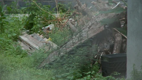 Handheld close up of over grown grass and weeds with a pile of wood, day. Vídeo Stock 108788489