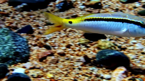 Handheld close up of the peaceful Dash-and-dot goatfish searching for food Stock Footage 293758860