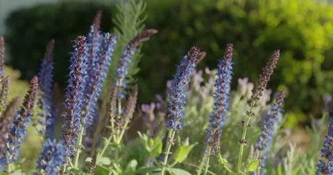 Handheld Close Up Pull Back of Blue Salvia Flowers with Lavender in Background Video stock 133015895