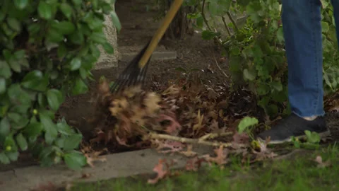 Handheld Close-Up Raking Dead Leaves Stock Footage 317400376