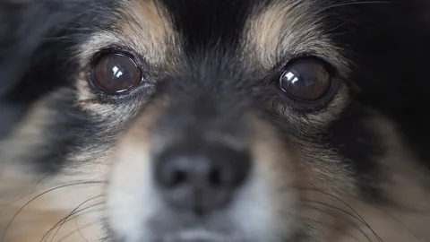 Handheld close-up of a round brown eyes of a Pomeranian Stock Footage 122396592