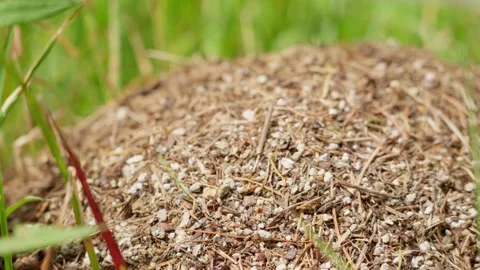 Handheld close-up shot of an anthill with ants crawling on it Stock Footage 283567094