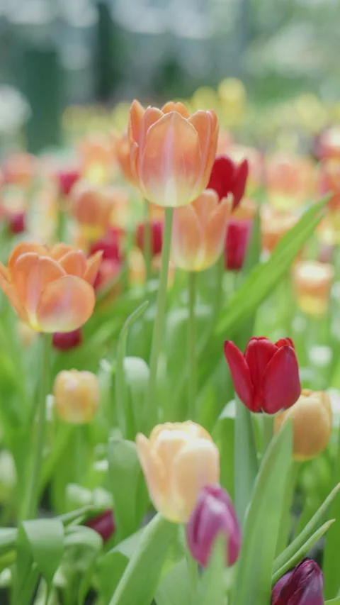 Handheld close-up shot of beautiful orange tulips blooming with soft bokeh Stock Footage 338217497
