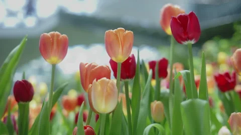 Handheld close-up shot of beautiful orange and red tulips blooming with soft Stock Footage 338217530