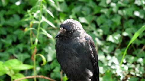 Handheld close up shot of crow bird Stock Footage 134031926