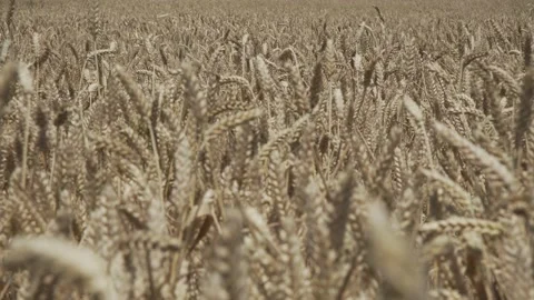 Handheld close-up shot of grain plants in a field of barley crop Stock Footage 144129819