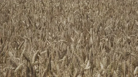 Handheld close-up shot of grain plants in a field of barley crop Stock Footage 144129843
