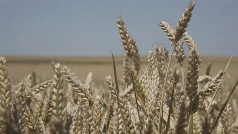 Handheld close-up shot of grain plants in a field of barley crop Stock Footage 144129860