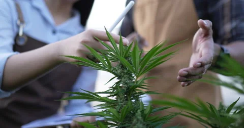 Handheld close up shot, Hand of man holding scissor during explaining  Stock Footage 227481785