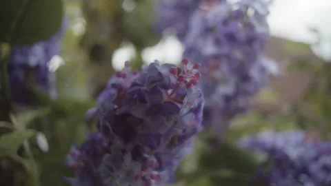 Handheld close up shot of lavender growing. Parallax shot with shallow Vídeo Stock 281578425