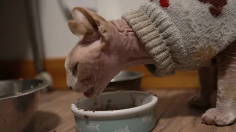 Handheld close up shot of a Sphynx kitten eating wearing a sweater - slow motion Stock Footage 220231698