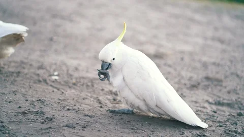Handheld close-up shot of two yellow-crested cockatoo walking on the wet sand Stock Footage 122484229