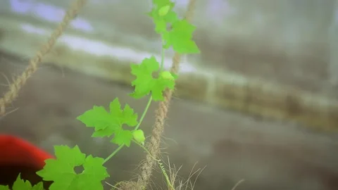 Handheld close-up shot of a young green climbing vine. Stock Footage 341453605