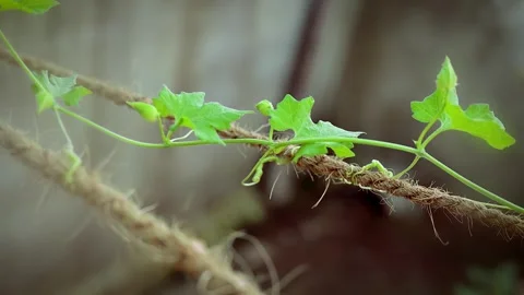 Handheld close-up shot of a young green climbing vine. 库存影片 341453624
