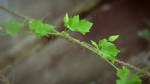 Handheld close-up shot of a young green climbing vine. Stock Footage 341453630