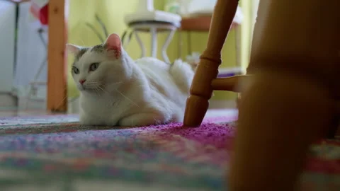 Handheld Close-Up Side Shot of Black and White Cat Lying on Floor Stock Footage 315787377