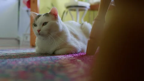 Handheld Close-Up Side Shot of Black and White Cat with Eyes Closed Stock Footage 315787908