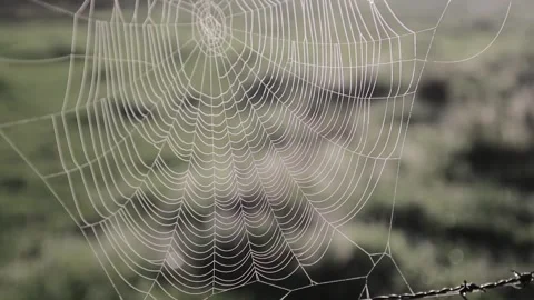 Handheld close up of spider web in the sun Stock Footage 243351823