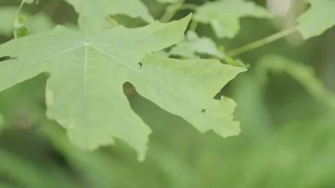 Handheld close-ups of leaves with ancient trees in background Stock Footage 234816891