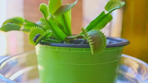 Handheld close up of Venus flytrap catching and eating fly after it is Stock Footage 115236228