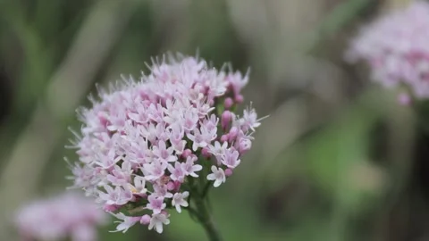 Handheld close up video of a pink flower in the alpes Stock Footage 209558904