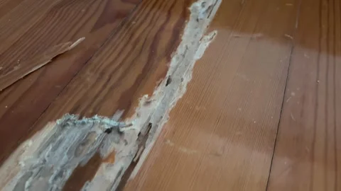 Handheld close-up video showing severe woodworm damage on a polished wooden.. Stock Footage 335167417