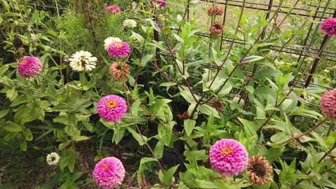 Handheld Close Up View Blooming Pink Zinnia Flowers Garden Okayama Japan Stock Footage 344471460