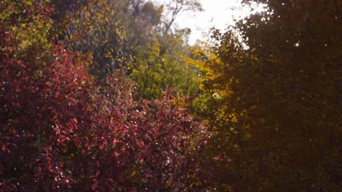 Handheld close view of multiple colored leaves in autumn with sun flare 스톡 동영상 93484029