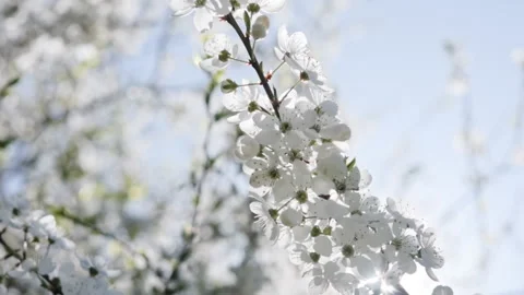 Handheld close-up of white blooming fruit tree blossoms in a sunny spring orc Video stock 327261956