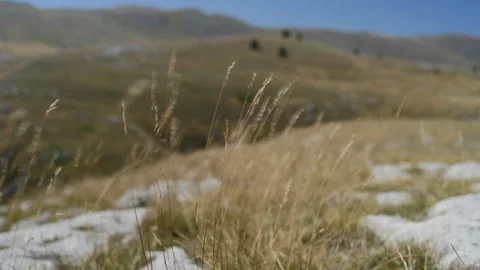 Handheld Close-Up of Yellow Grass Moving in Wind with Blurred Mountain Valley Stock Footage 315768584
