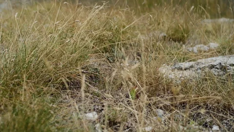 Handheld Close-Up of Yellow Mountain Grass Swaying in Wind Stock Footage 315826396
