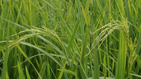 Handheld close-up of young green rice grains blowing in the wind. Stock Footage 336304641