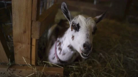 Handheld closeup of brown and white goat chewing his-her cud Stock Footage 149095480