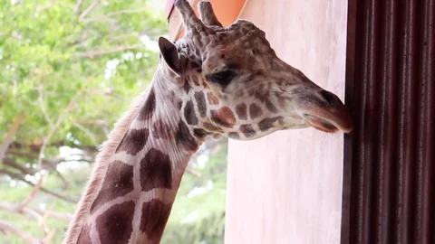 Handheld Closeup: Friendly Giraffe Waiting for Food Stock Footage 79700044