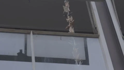 Handheld Closeup of Origami cranes hanging from an abandoned window Stock Footage 252255243