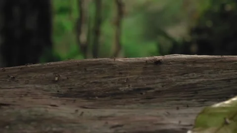 Handheld Closeup Rainforest Jungle Ants On Tree Guatemala 4K Video stock 150770541
