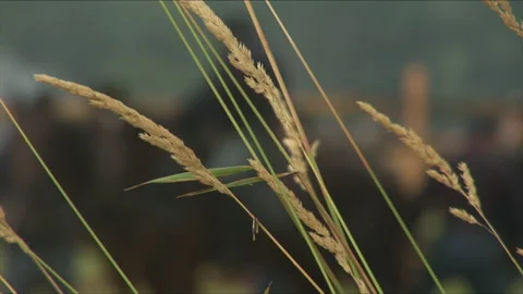 Handheld "Combat Camera" with a Union Horsemen - Civil War Battle reenactment Stock Footage 182670020