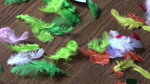 Handheld CU of Multicoloured Feathers Stock Footage 273245946