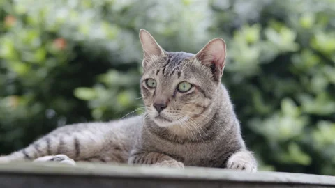 Handheld. cute little gray cat. Lying on  floor outdoor Stock Footage 140852875